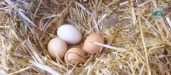 640px-chicken_egg