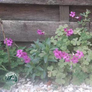 Fleurs Roses qui ont un nom certainement...